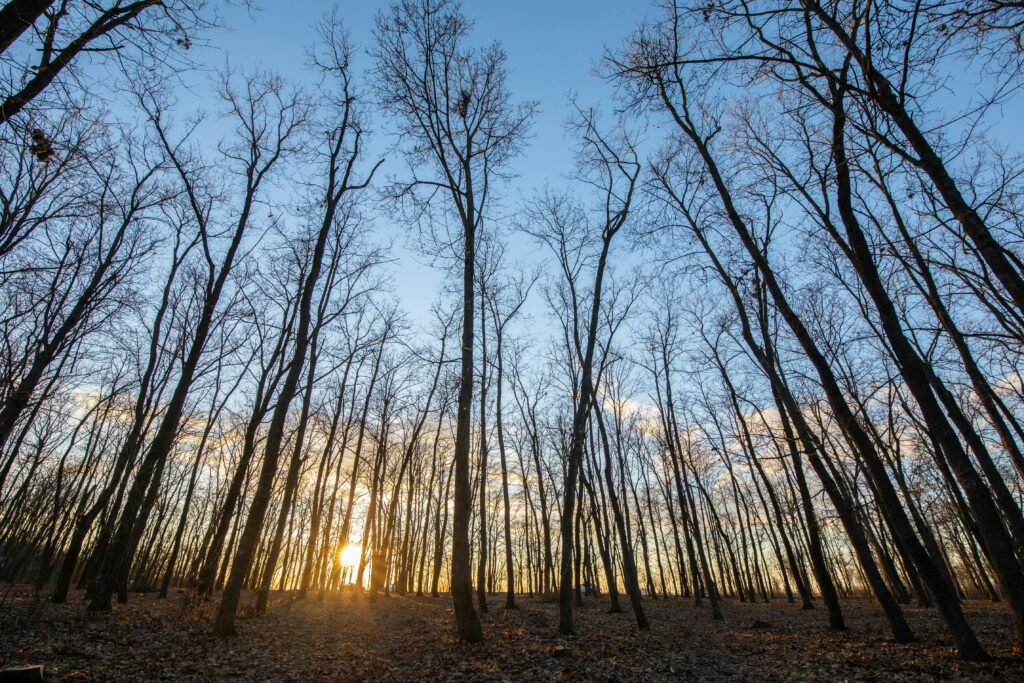 Virksomheder i klemme: Den grønne trepart tager ikke højde for privat kapital til skovrejsning